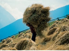 Hay