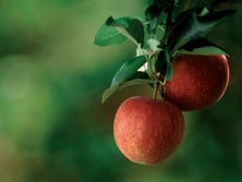 Apfel und Wacholder