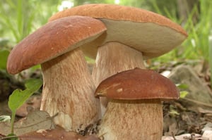 Kamutteigtaschen mit Pilzfüllung