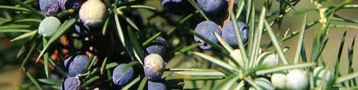 The juniper in the Vitalpina Concept