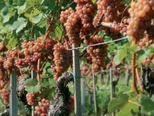Wein als Jungbrunnen