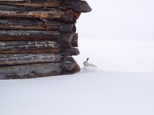 Dem Schneehasen auf der Spur...