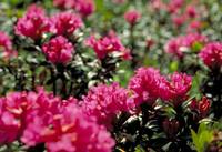 Escursione tra i rododendri in fiore