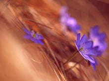 alla scoperta della primavera sotto lo Sciliar