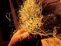 Impacco di fiori di fieno di SOLDA