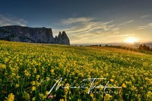 Alpe di Siusi - sea of flowers