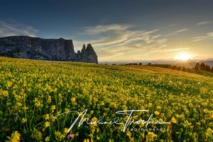 Alpe di Siusi - sea of flowers