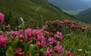 I rododendri in fiore in Val Casies