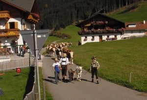 Almabtrieb im Gsiesertal