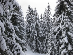 Schneeschuhwanderung auf die Rodenecker Alm