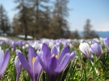 Frühlingswanderung zur Krokusblüte