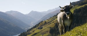 Laugenrind... Naturprodukte aus dem Ultental