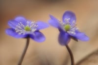 Addio inverno, benvenuto primavera