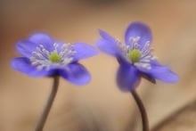 FrühlingsBlumenFunkeln, SonnenScheinSein