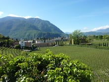 Wandern, Wein und Blütenzauber