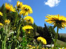 Il tarassaco fiorisce in Val Casies