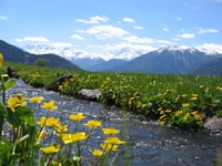 Lasciatevi viziare... nella primavera...