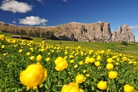 il mare di fiori sull'Alpe di Siusi
