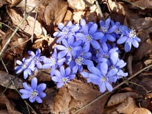 Frühlingserwachen mit Schönlbick