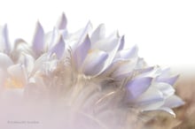 Frühlingskraft und Blumenwunder