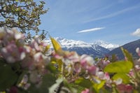  Frühlingserwachen im Vinschgau